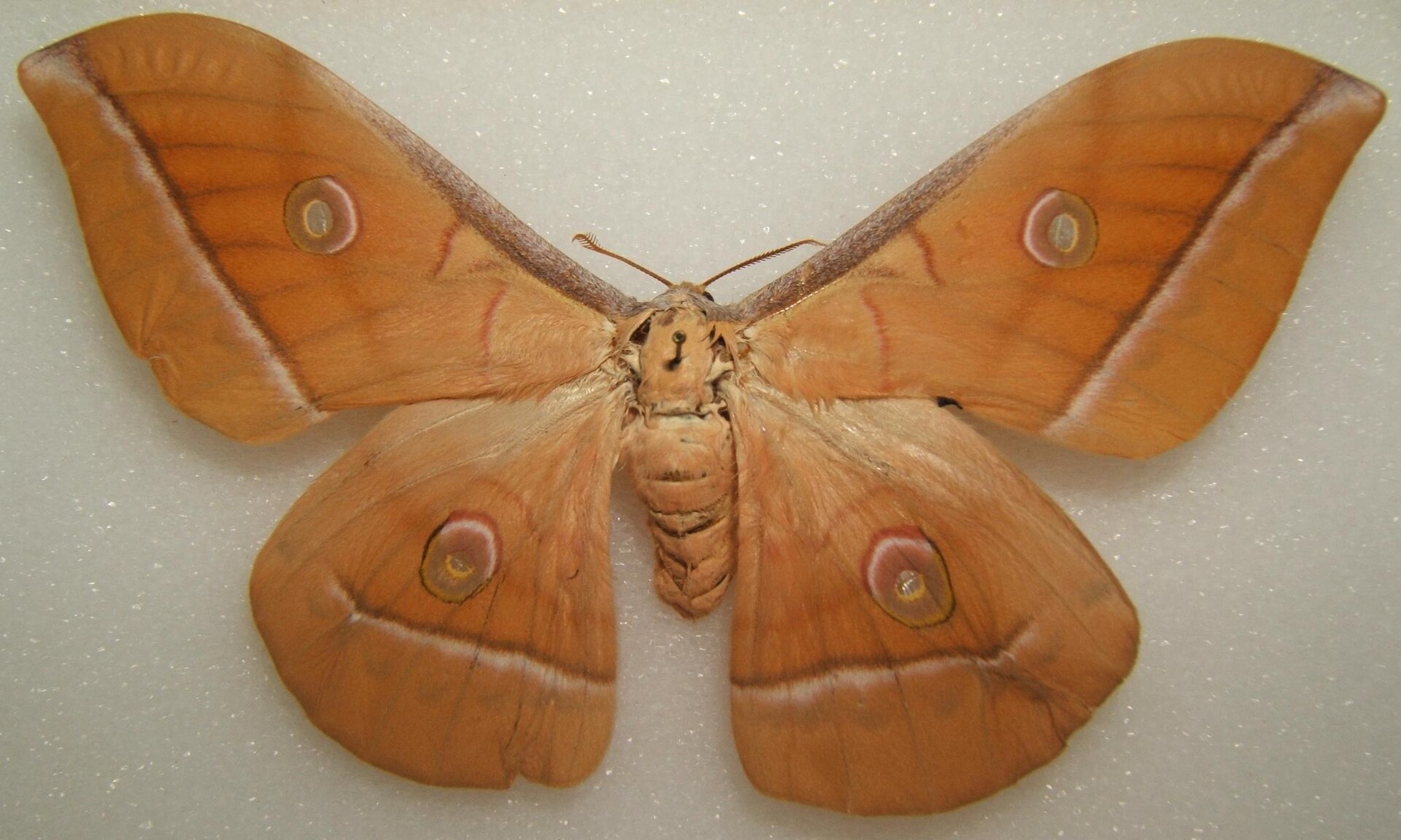 Antheraea pernyi motyl