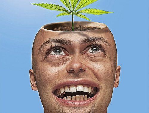 Uzivanie marihuany a IQ